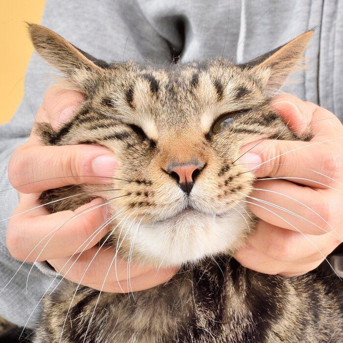 放っておくと怖い「猫の歯周病」と今日から始めるお口ケア３