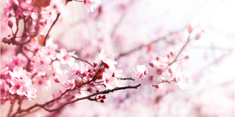 上品な 大和言葉 とは 日常生活やビジネスシーンで使える表現を紹介 Oggi