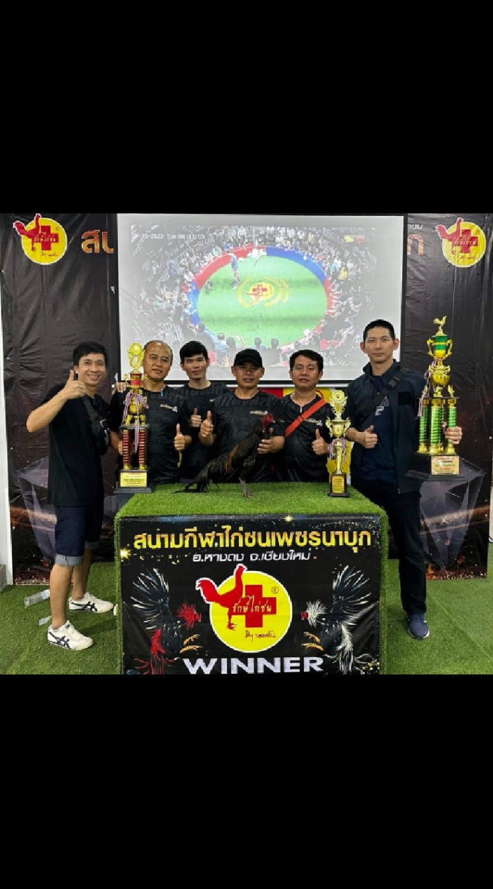 หกสี่เอียว ร่มโพธิ์งามพม่าแข้งหน้า สายพันธุ์พัฒนา