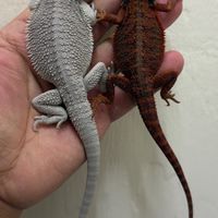 旭爬窩