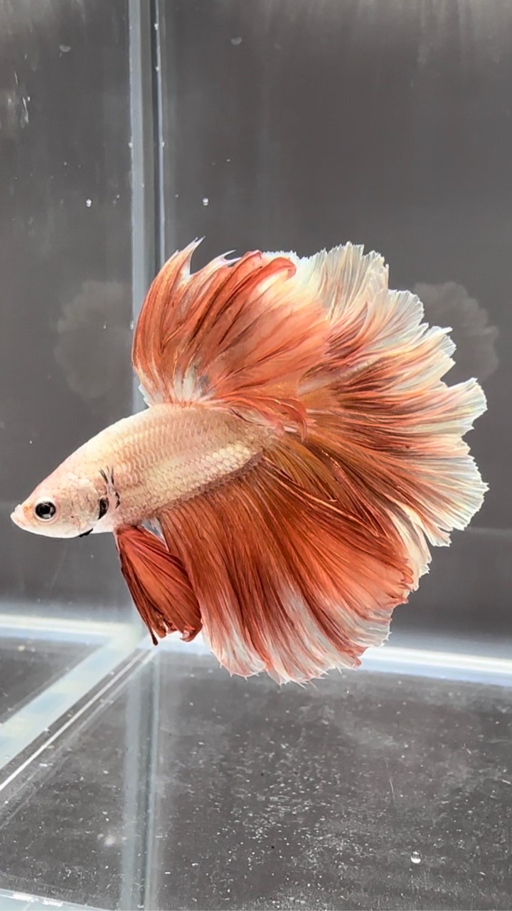 🐠VonChi逗魚交流群🐟