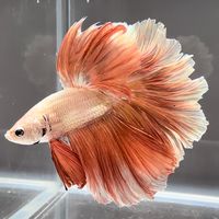 🐠VonChi逗魚交流群🐟