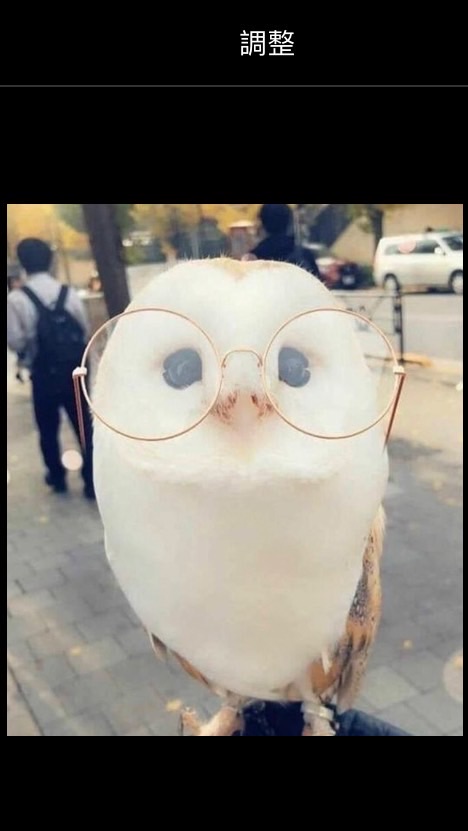 兇豺龍ㄉ窩
