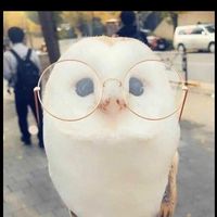 兇豺龍ㄉ窩