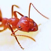 ล่ามคนเหล็ก アカアリ