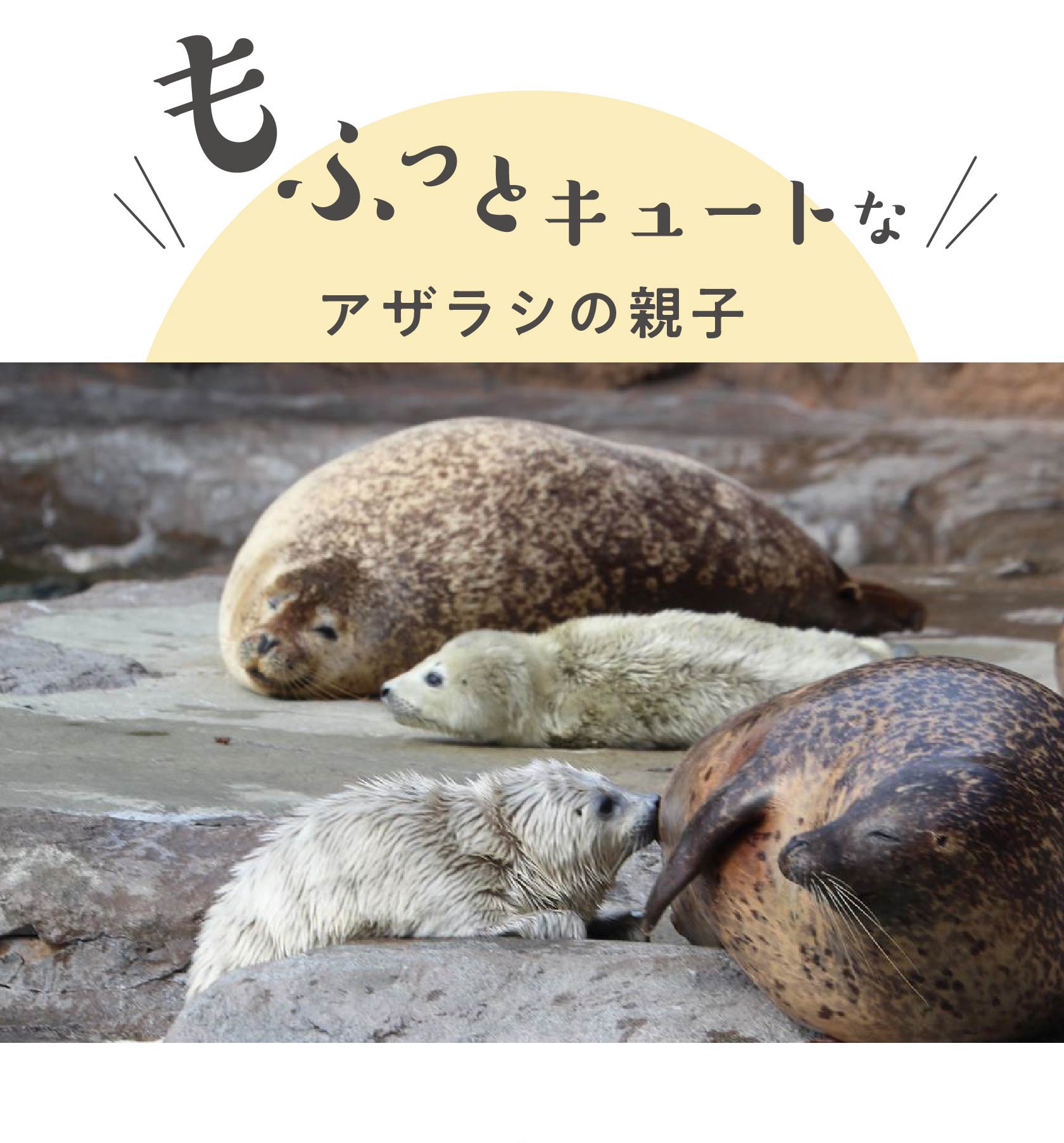 つぶらな瞳がかわいいアザラシの赤ちゃん 貴重な 白モフ 期間が終わる
