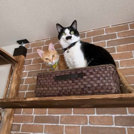 多頭飼いなら 仲が良い 良くない猫同士が見せる行動