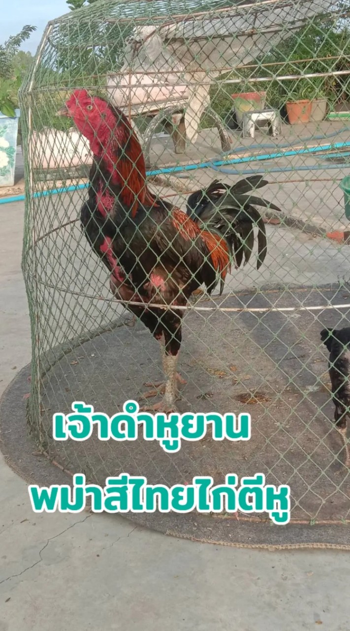 ซุ้มไก่ชน ก.สกุลตัง