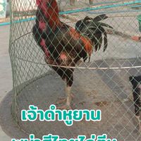 ซุ้มไก่ชน ก.สกุลตัง