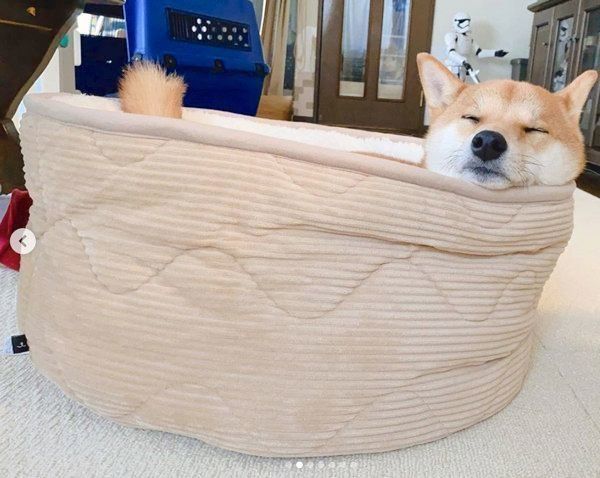 犬も尿漏れするって知ってた 加齢や手術で起こることも
