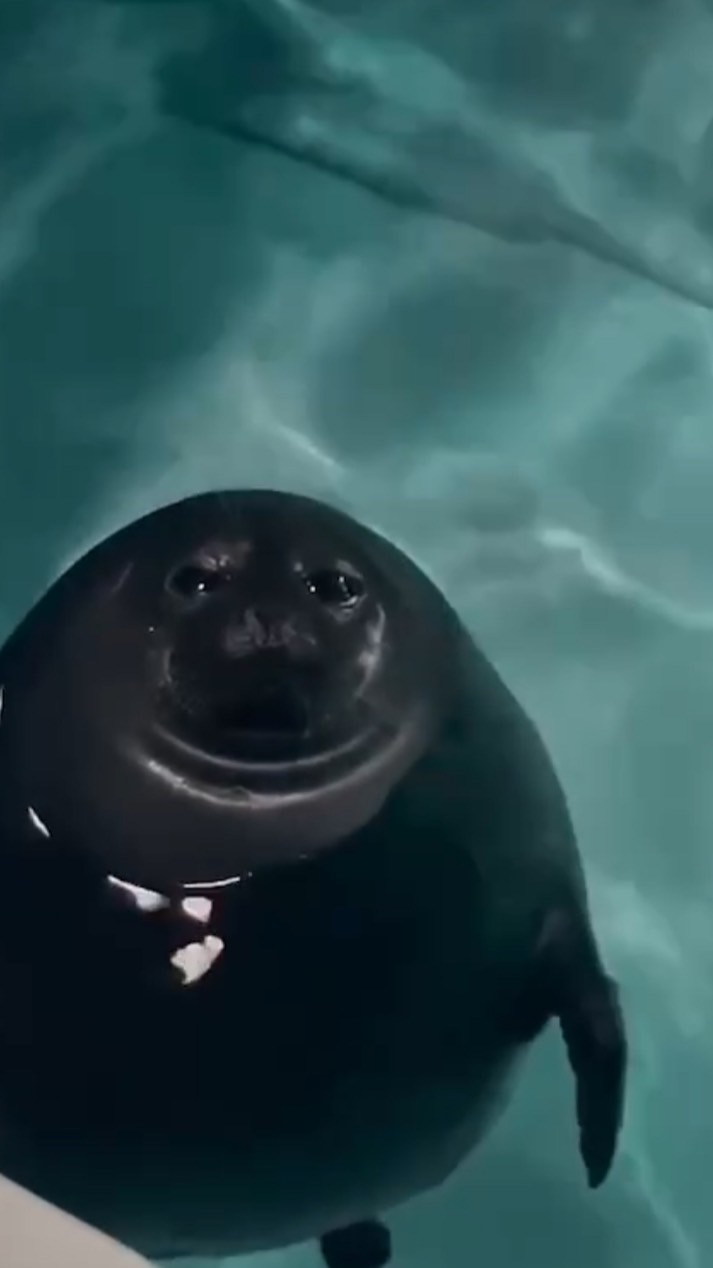 วาดรูป เเปะงานได้หมดจร้าน้องโพซี่😍