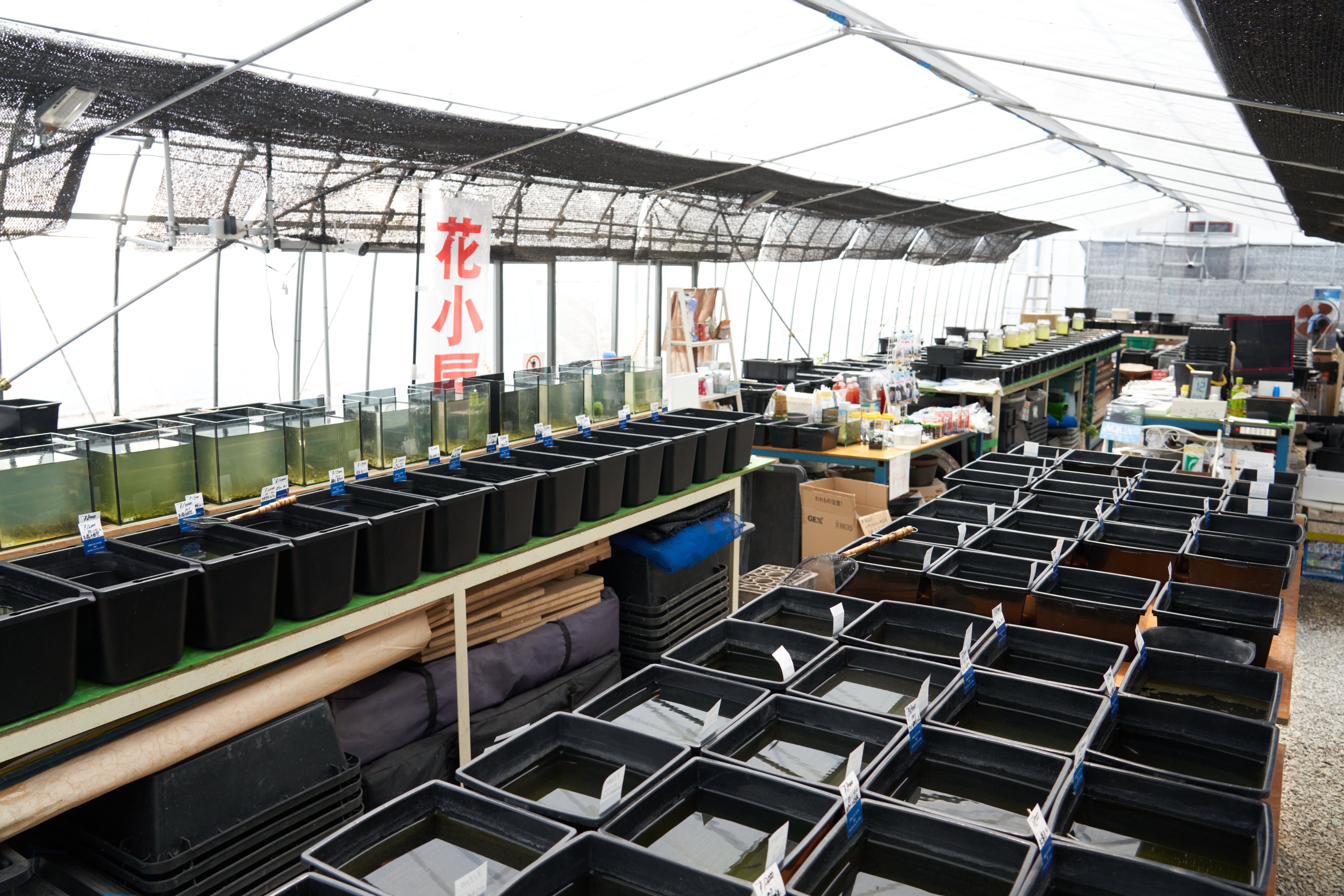 空前のメダカブーム 飼育歴30年 第一人者が語る メダカの魅力