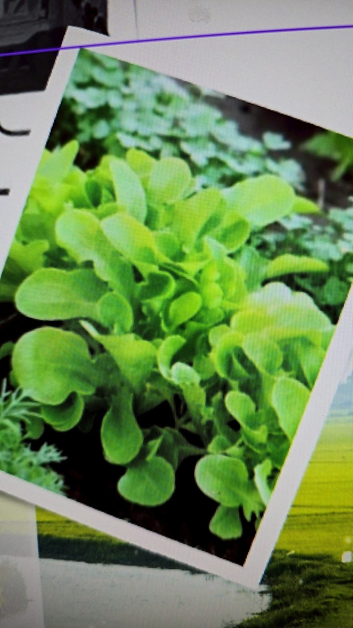 อบรมโกกรีนวิทยาลัยชุมชนสงขลา