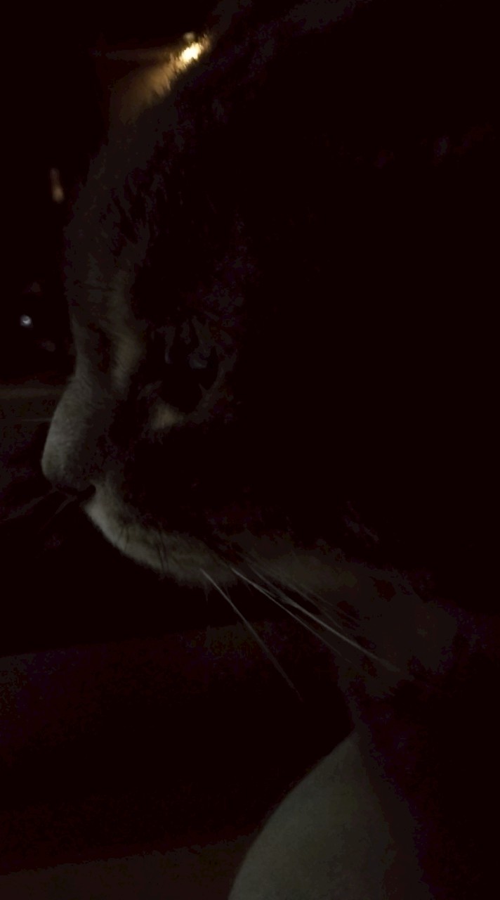 マイクラマルチ(れるむずつかえます）hiveもやりましょう