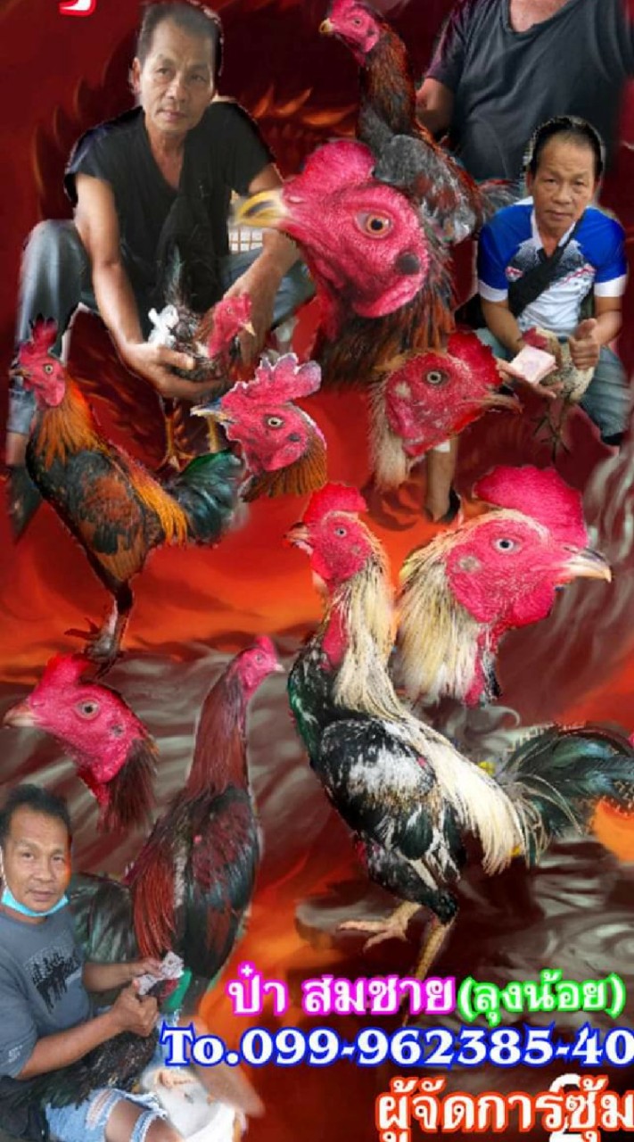 ไก่ชนเหล่าพญาคีรี
