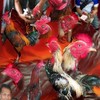 ไก่ชนเหล่าพญาคีรี