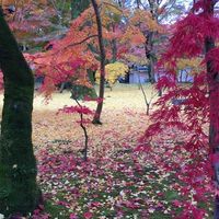旅遊+美食（阿芳）