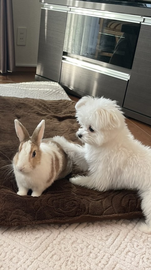 うさぎとわんこ🐰🐻‍❄🪽