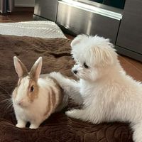 うさぎとわんこ🐰🐻‍❄🪽