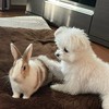 うさぎとわんこ🐰🐻‍❄🪽