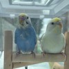 飼っているインコを語り合う会