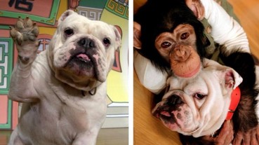 鬥牛犬詹姆斯臨終前模樣曝光 唯一心願是「想念小龐的味道」