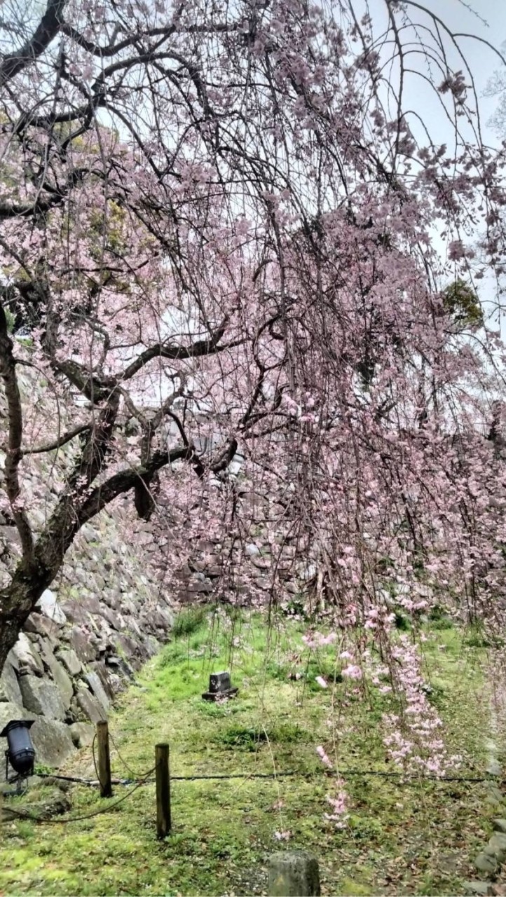 ブラこうみんかん私の桜物語