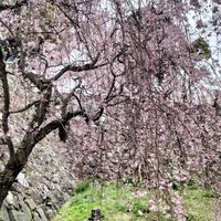ブラこうみんかん私の桜物語