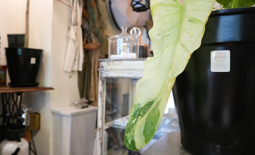 夏天的陽光配綠意就是充滿活力，有養過植栽的你一定知