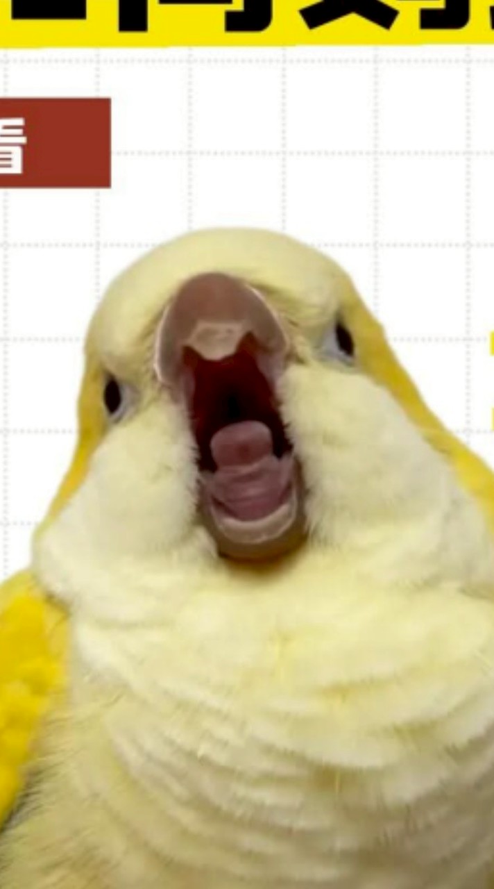 鳥來瘋之台中鳥本營