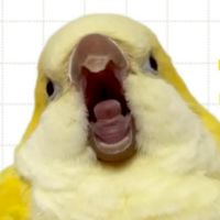 鳥來瘋之台中鳥本營