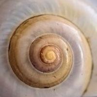 カタツムリ好きのためのオープンチャット