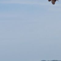 オリカンヒュ･カンヒュ学パロ