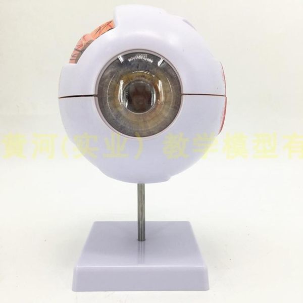 眼球標本 6倍放大人體眼球眼睛模型 眼珠 內部可拆 人體眼珠解剖