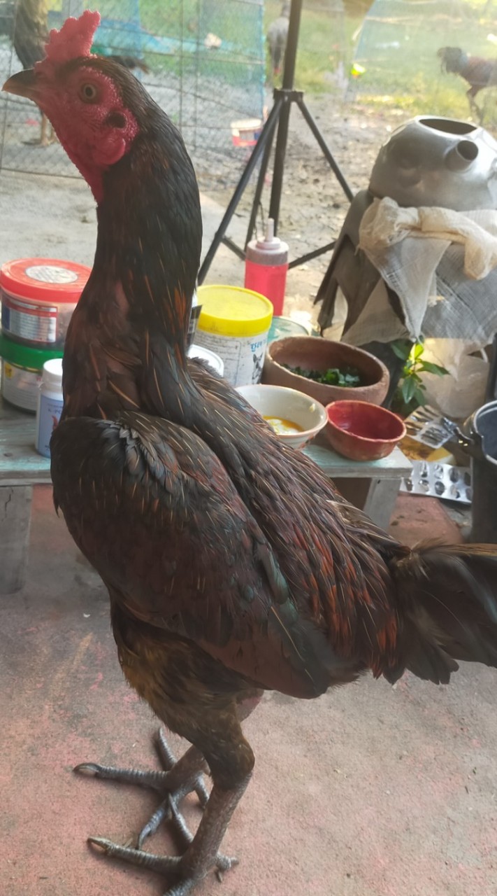 รวมพลคนรักไก่ชน