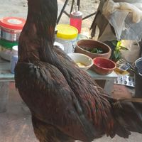 รวมพลคนรักไก่ชน