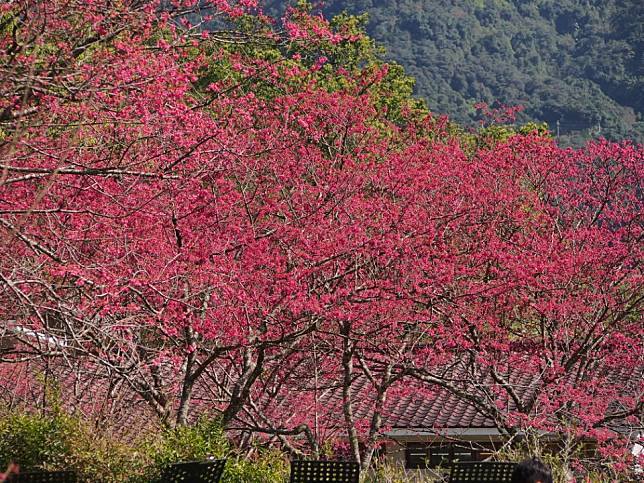 棲蘭櫻花盛開 / 圖片來源：欣傳媒資料庫