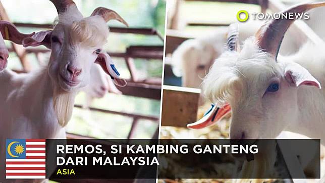 Jamlo kambing Seorang bekas