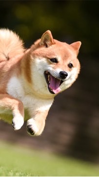 【香川】中型犬•大型犬の会 in ラティ