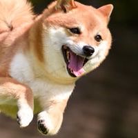 【香川】中型犬•大型犬の会 in ラティ