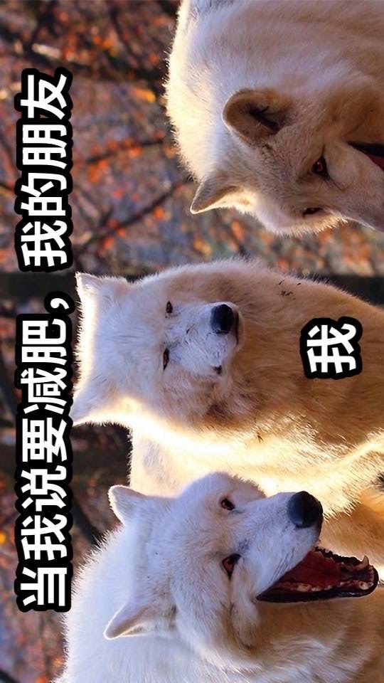 肥宅拯救計劃