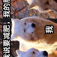 肥宅拯救計劃