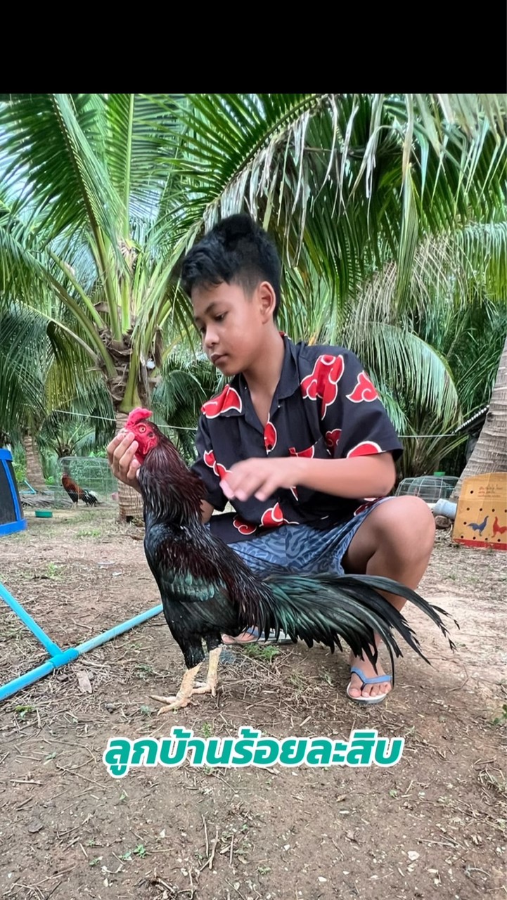 เด็กเลี้ยงไก่