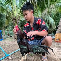 เด็กเลี้ยงไก่