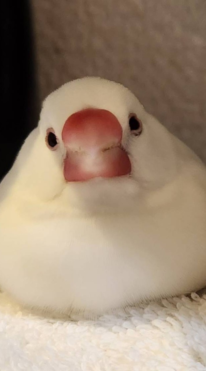 文鳥ずきのつどい🪿