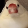 文鳥ずきのつどい🪿