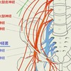 腰首、ヘルニア、狭窄、すべり症。