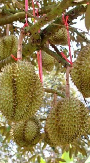เกษตรอินทรี#8