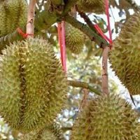 เกษตรอินทรี#8