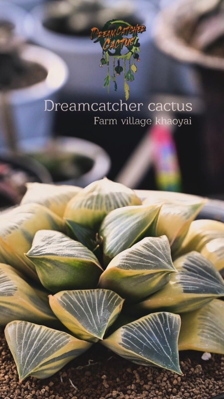 Haworthia Japan (dreamcatcher cactus)